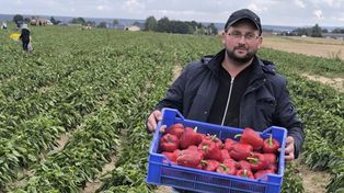 Rolnik zaprasza na samozbiory warzyw. Papryka od 1 zł