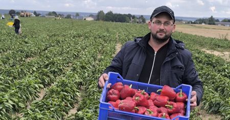 Rolnik zaprasza na samozbiory warzyw. Papryka od 1 zł