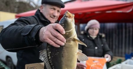 Jak wybrać dobrego karpia na świąteczny stół?