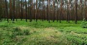 Odkryj Park Krajobrazowy Lasy nad Górną Liswartą oraz Rezerwat Rododendronów