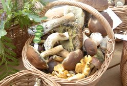 Takiego wysypu grzybów nikt się nie spodziewał. Kiedy do lasu?