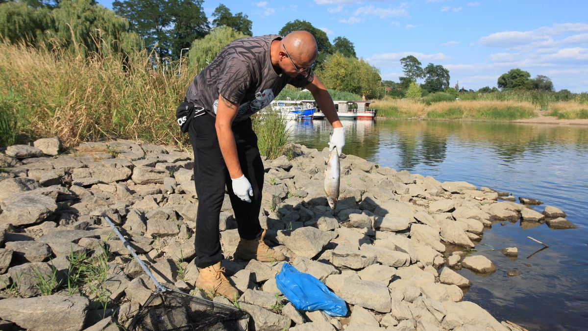 Cigacice (woj. lubuskie), 11.08.2022. Mieszkańcy wsi Cigacice zbierają śnięte ryby w rzece Odrze, 11 bm. (aldg) PAP/Lech Muszyński