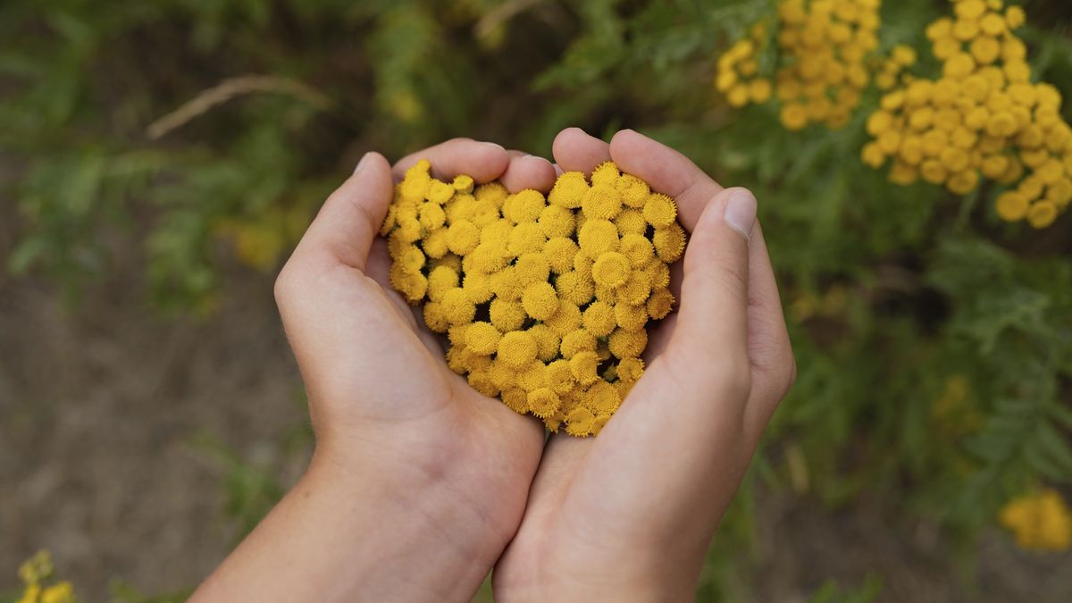 Obecnie wrotycz można stosować wyłącznie zewnętrznie