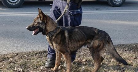 Zdjęcie wychudzonego psa. Policja reaguje