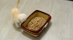 Kot wypróżnia się poza kuwetą. Specjalista radzi, jak sobie z tym poradzić