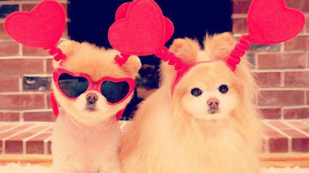 Serwisy społecznościowe nie tylko dla ludzi. Teraz wypada też założyć profil zwierzakowi 1