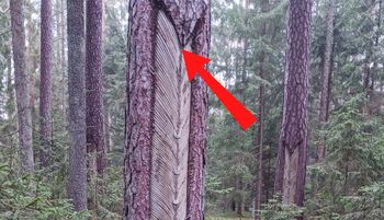 Ujęcie obiega sieć. Spójrzcie na sosnę. Leśnicy tłumaczą