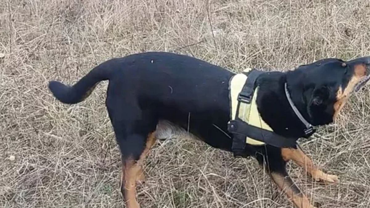 Pies Saturn został okaleczony. Przeszedł zabieg transplantacji.