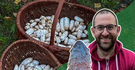 Ten grzyb rozpływa się w ciągu kilku godzin. Grzyboznawca mówi, że jest smaczniejszy od kani