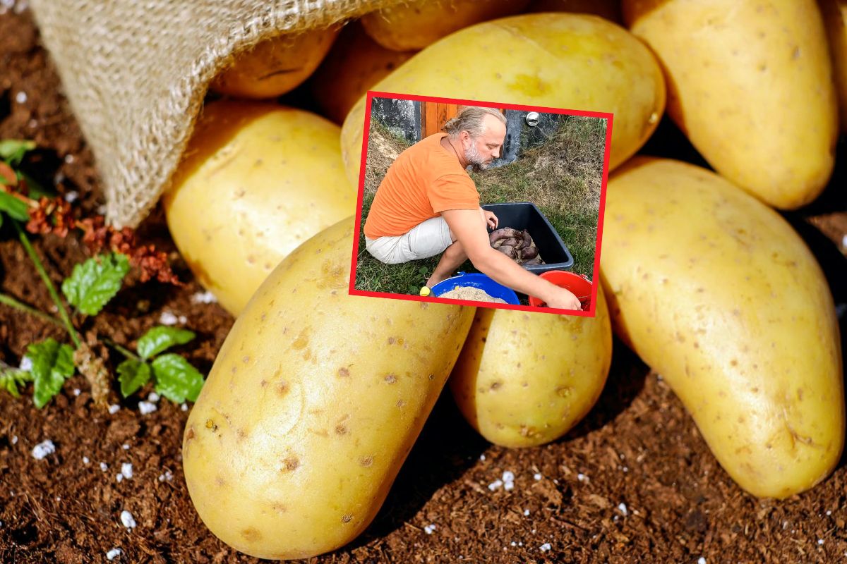 Dawny patent na warzywa. Nasi dziadkowie tak robili