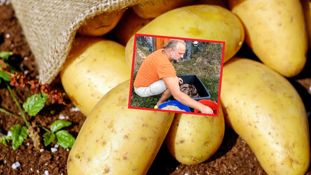 Domowe przechowywanie warzyw - sposób naszych dziadków znów popularny 