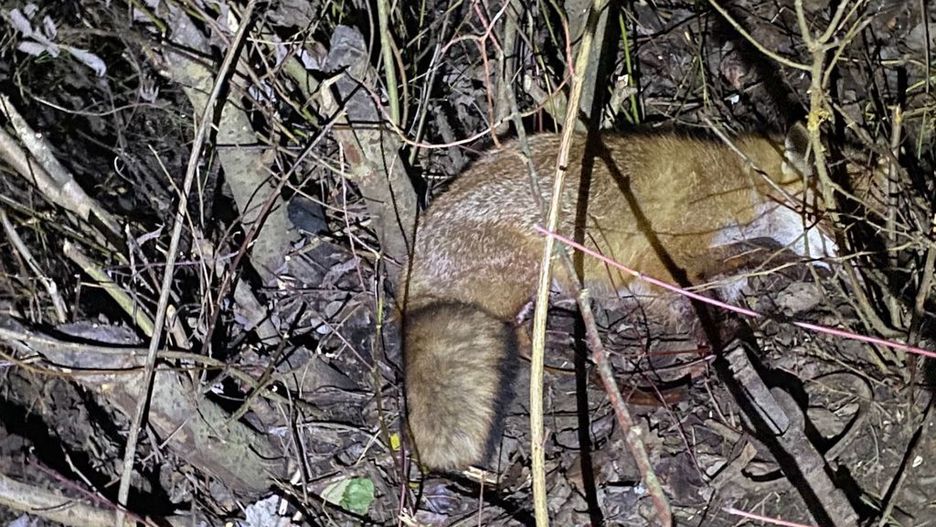 Lis uwięziony w metalowym zatrzasku