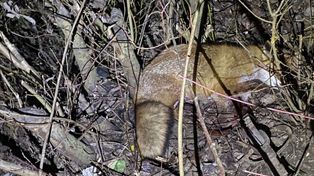 Radymno: Lis uwięziony w żelazie. Interweniowali strażacy i policjanci