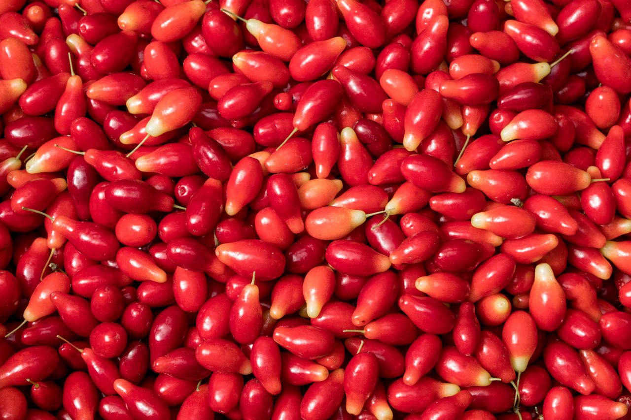 Płacą ok. 4,2 tys. za 1 kg. W Europie mówią, że to "polska oliwka"