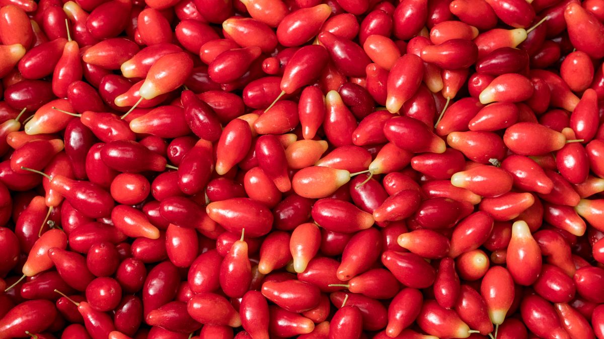 Jakie właściwości zdrowotne mają owoce derenia? 