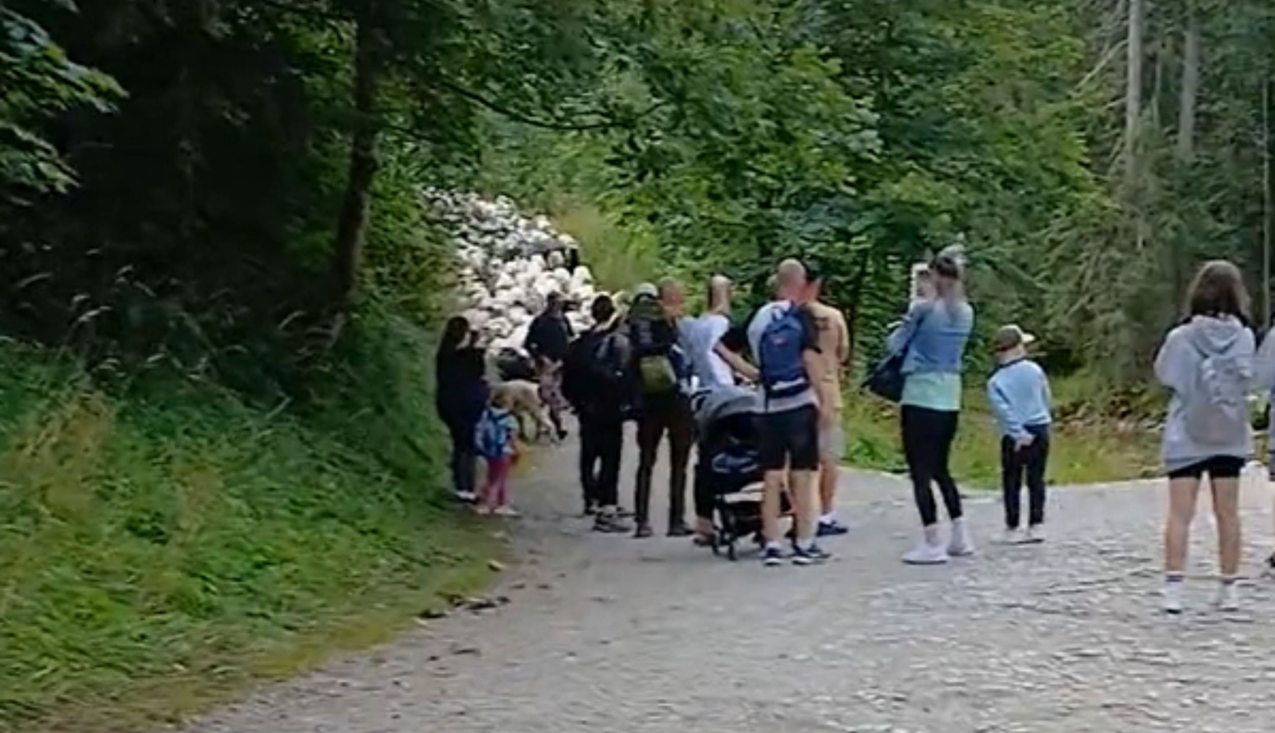 Ludzie nagle się zatrzymali. Poruszenie w Dolinie Kościeliskiej