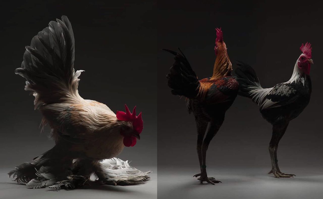Fotografowie sportretowali... dostojne kurczaki! Uważa, że ich piękno jest niedoceniane