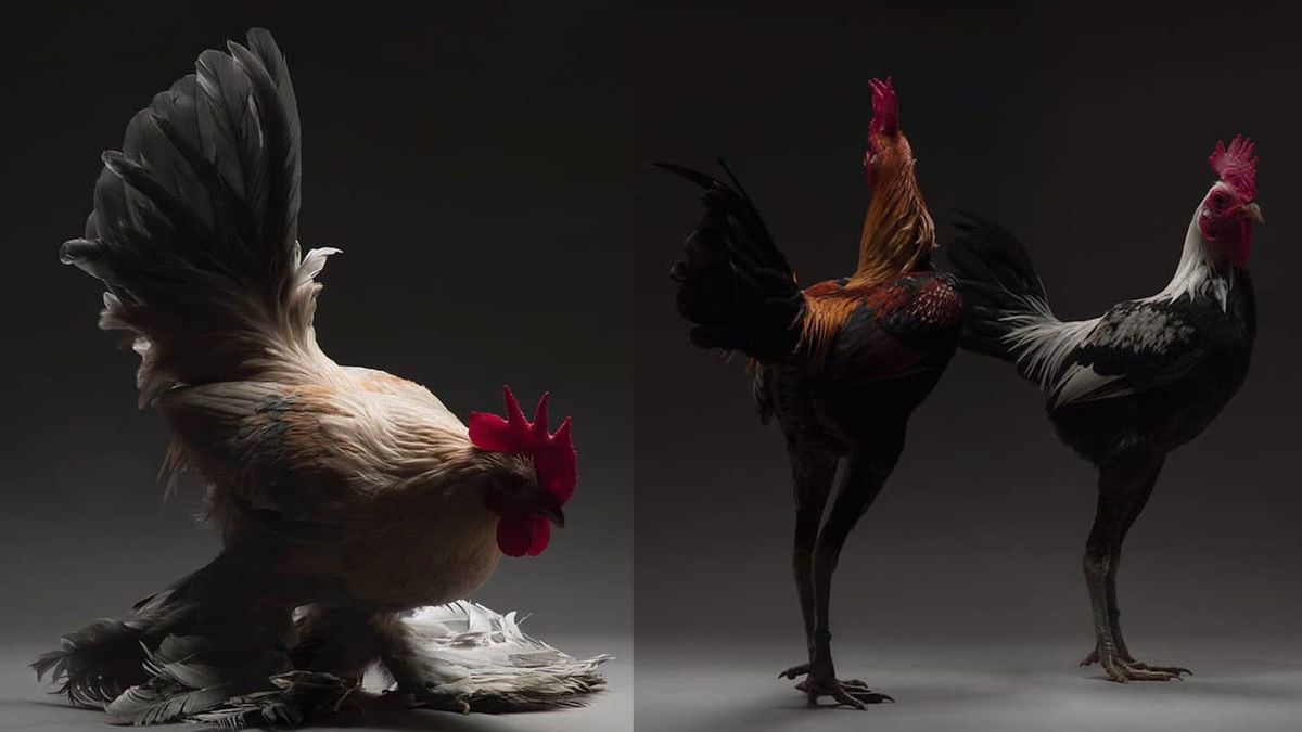 Fotografowie sportretowali... dostojne kurczaki! Uważa, że ich piękno jest niedoceniane 1