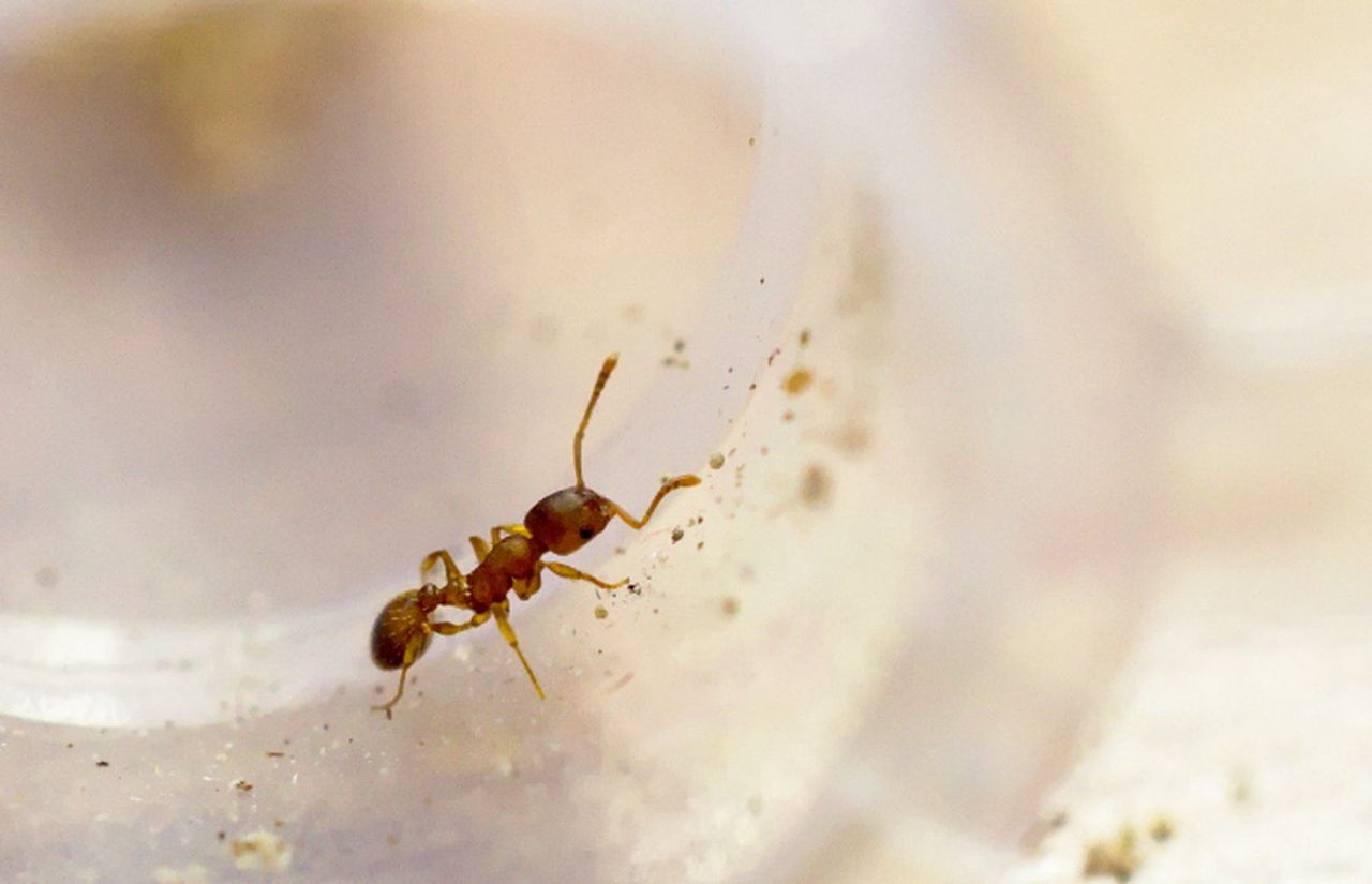 Niesamowite odkrycie naukowców. Pasożyt trzykrotnie wydłuża życie mrówek