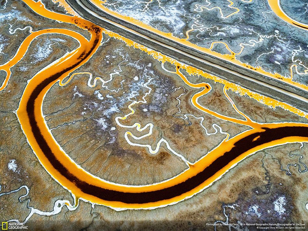 Poznaliśmy zwycięzców konkursu National Geographic Nature Photographer of the Year 2016 11