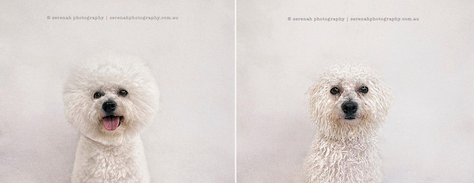 Mokry pies, suchy pies - zabawne portrety przed i po kąpieli 4