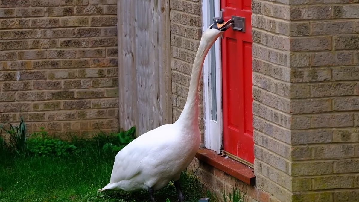 Łabędź terroryzuje miasteczko 
