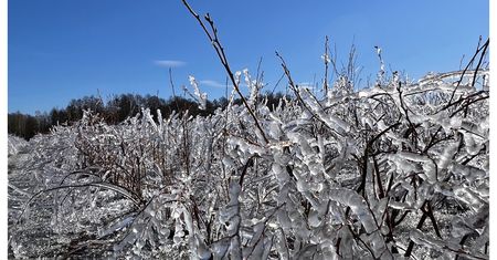 Katastrofalne skutki przymrozków. "Skala zjawiska jest tak duża..."