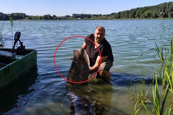 227 cm. Gigant z wielkopolskiego jeziora. Wędkarz wyciągnął rekordowego suma