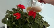 Wlej do pelargonii. Nowe kwiaty dosłownie wystrzelą