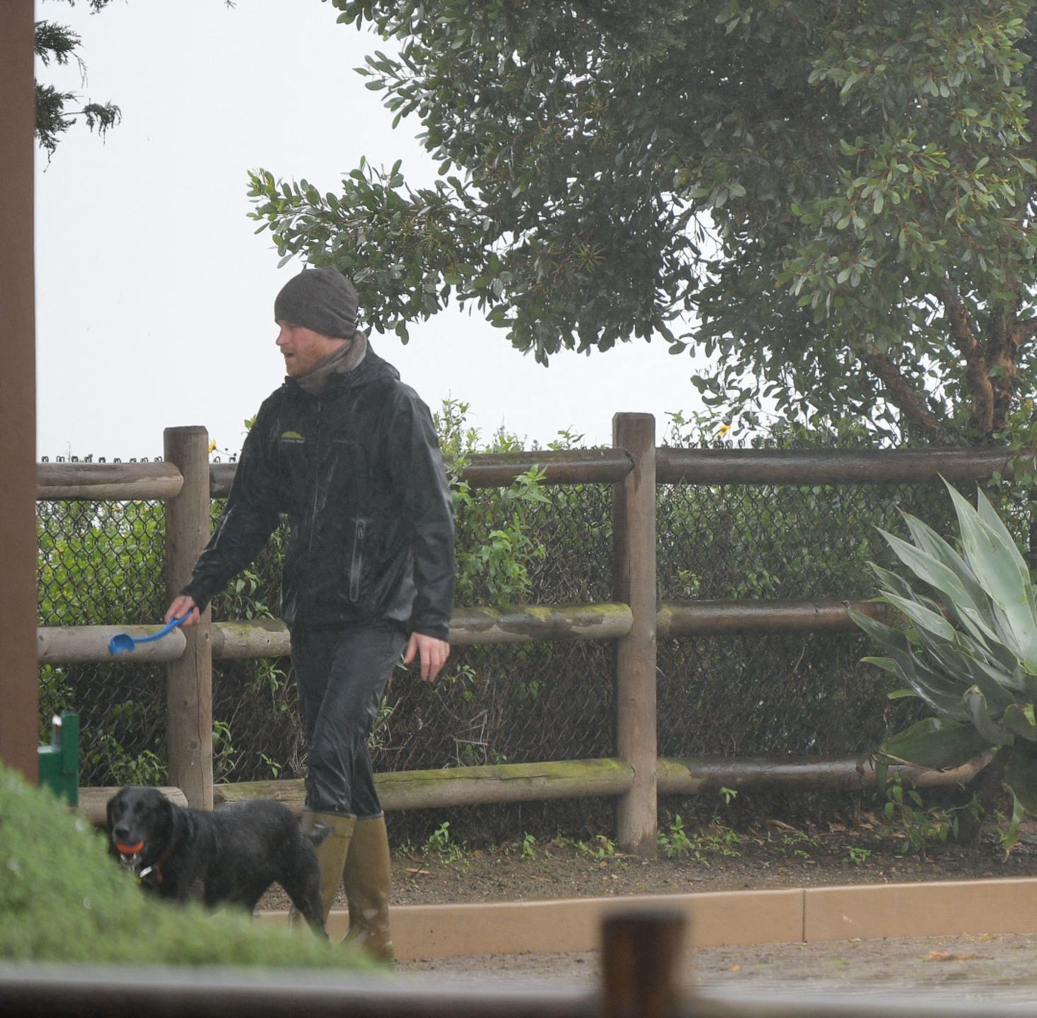 Książę Harry spaceruje z psem w deszczu