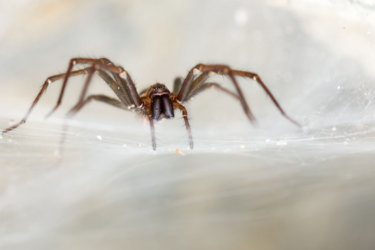 Eco-friendly ways to keep spiders at bay this autumn