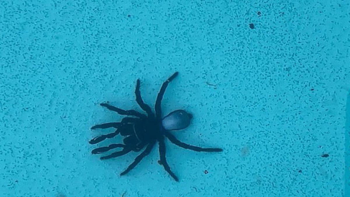 Lauren Merritt znalazła w swoim basenie aż 20 jadowitych pająków