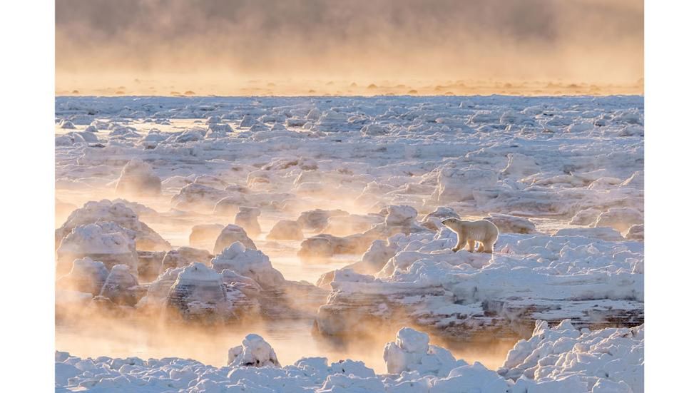 Główna nagroda trafiła w ręce Grega Gulbransena za zdjęcie „Fire On Ice”, na którym możecie dostrzec niedźwiedzia polarnego w kanadyjskiej Zatoce Hudson. Misiek czekał na to, aż wody zamarzną, by mógł rozpocząć doroczne polowanie na foki.