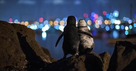 Romantyczne spotkanie pingwinów. Podziwiały nocne niebo tuląc się do siebie