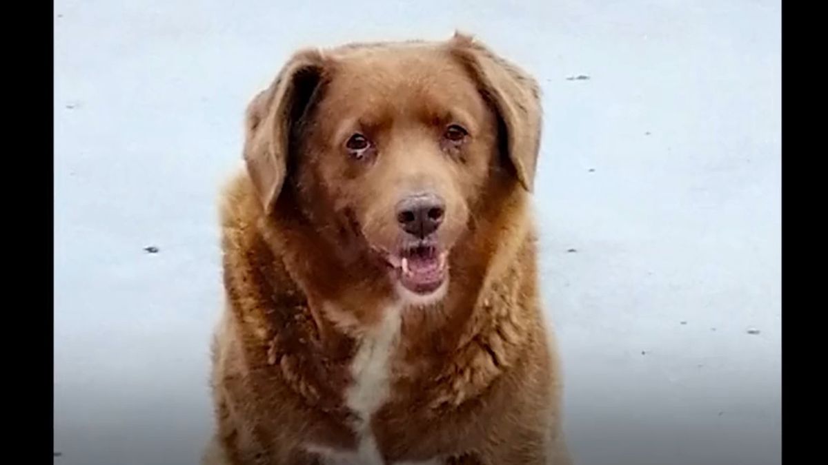 Bobi to zdecydowanie najstarszy pies na świecie 