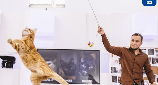 836 tys. widzów nowego programu „Sekretne życie kotów”, trwają castingi do drugiego sezonu