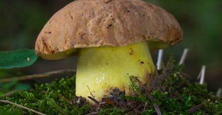 Niemal każdy grzybiarz powie, że to najlepszy grzyb do suszenia. Pełen smaku i nie ma goryczki