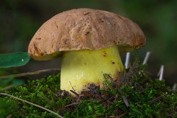 Niemal każdy grzybiarz powie, że to najlepszy grzyb do suszenia. Pełen smaku i nie ma goryczki