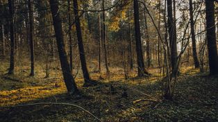 Jak wygląda ochrona lasu przed pożarem? Zajrzeliśmy za kulisy Lasów Państwowych pod Poznaniem