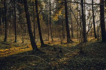 Jak wygląda ochrona lasu przed pożarem? Zajrzeliśmy za kulisy Lasów Państwowych pod Poznaniem