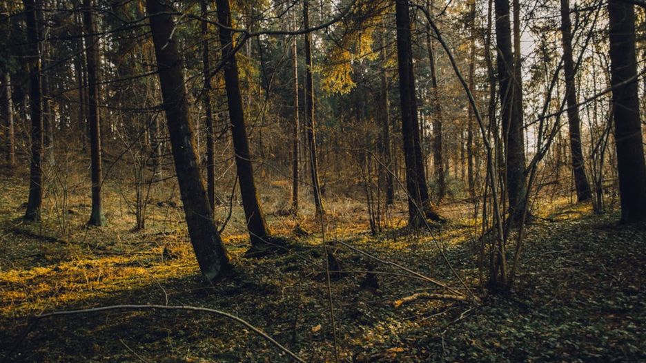 Lasy Państwowe zwiększają ochronę przyrody.