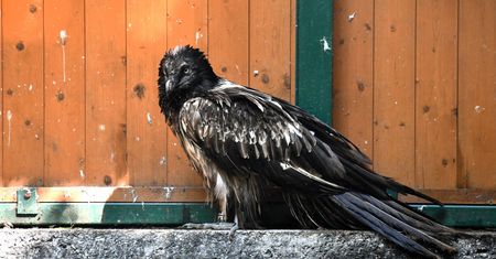 Orłosęp z Poznania trafił do zoo. Już wiadomo, jak wiele przeszedł