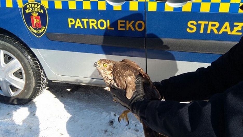 Warszawa. Rannym ptakiem zaopiekowała się straż miejska
