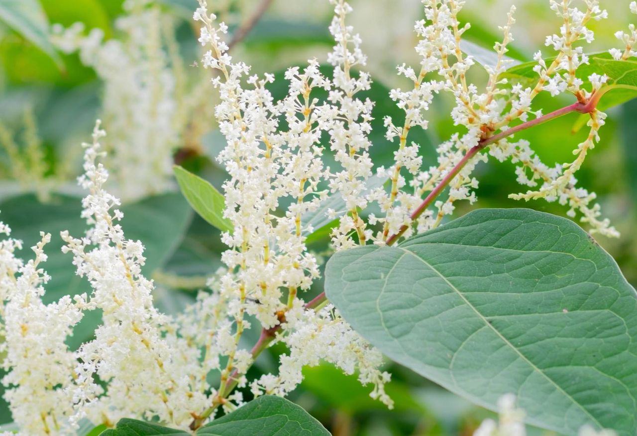 Rdestowiec sachaliński może stanowić zagrożenie