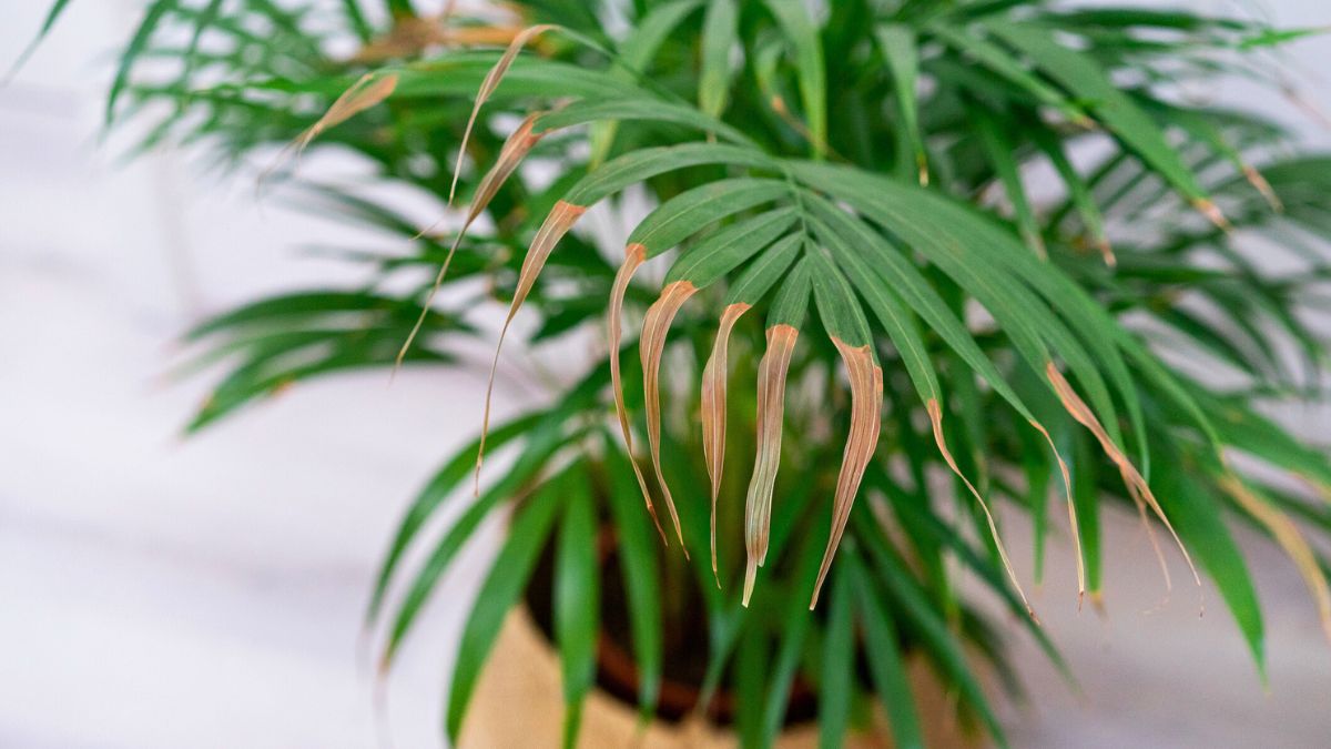 Usychające liście palmy