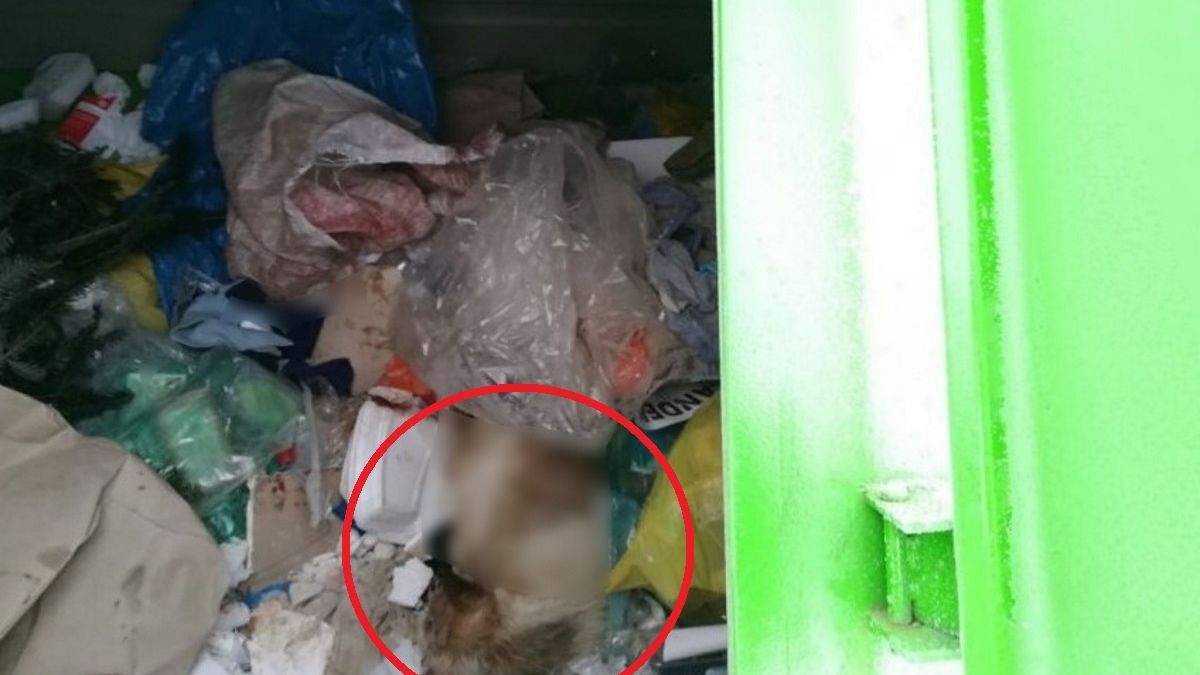 Ciała psów zostały wyrzucone na śmietnik