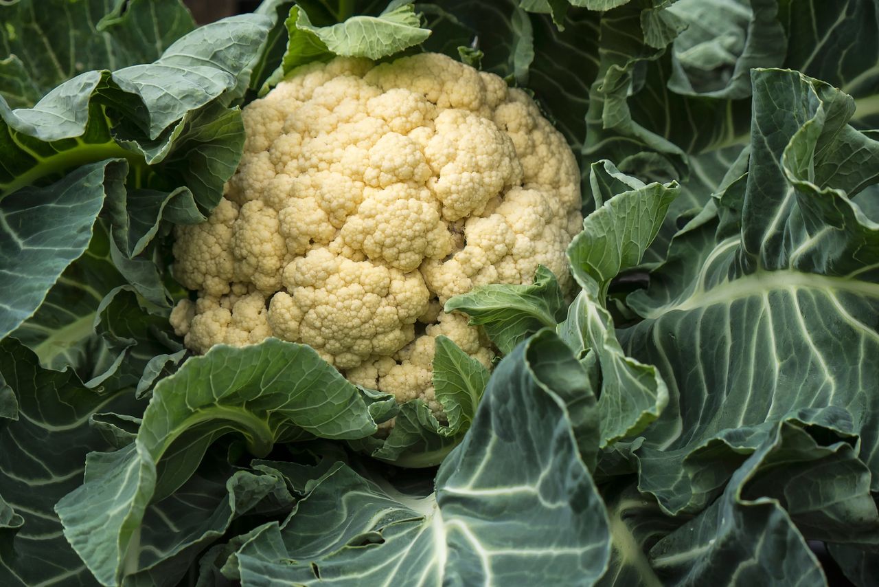 Knusprig, gesund und nachhaltig: Blumenkohlblätter neu entdeckt