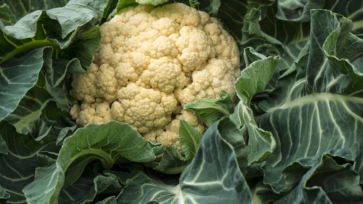 Jak można wykorzystać liście kalafiora w kuchni?
