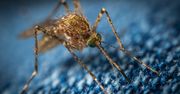 Gorączka chikungunya jest już w Europie