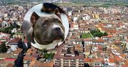 Mieszkali z pitbullem. Nie żyje 9-miesięczna dziewczynka
